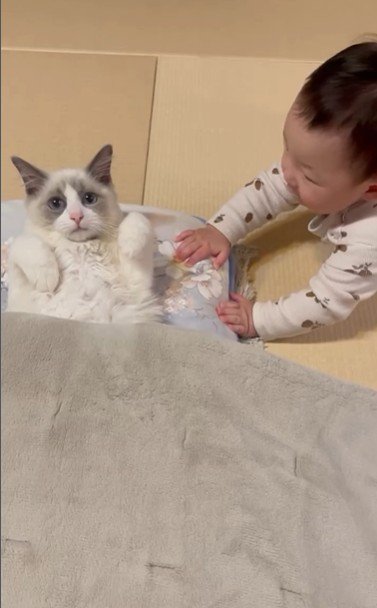 寝そべっている猫と赤ちゃん