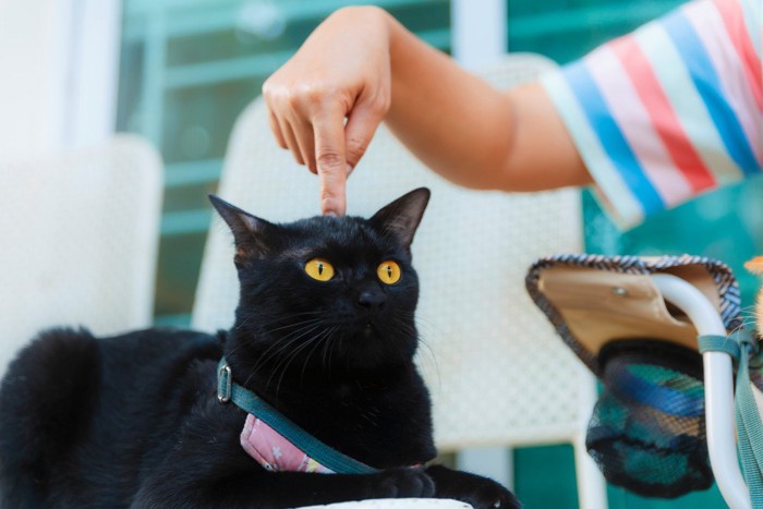 人間とふれあう黒猫