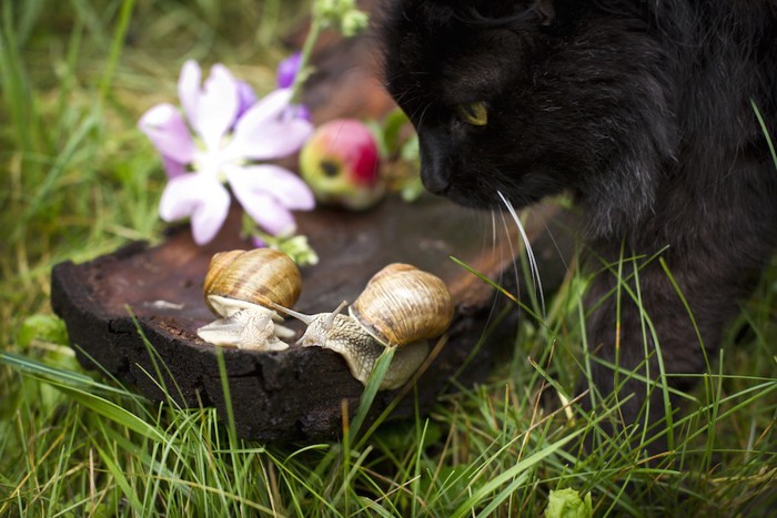 カタツムリを見つめる黒猫