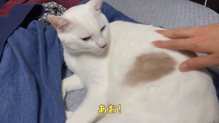 撫でられる猫