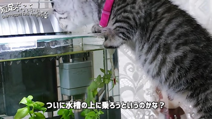 水槽に前足をかけて立つ子猫