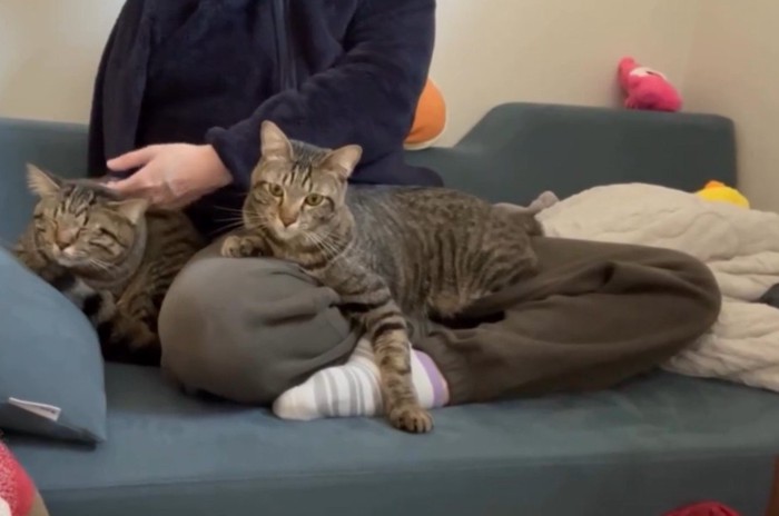 2匹の猫