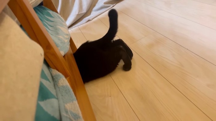 ソファーの下に入る黒猫