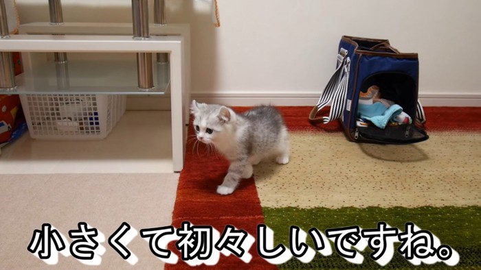 新しい家に迎えられた子猫