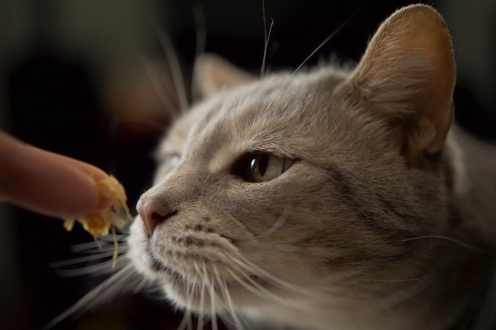 かつお節のニオイを確認する猫