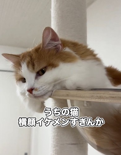 眠っているぽてくん