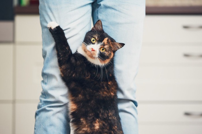 飼い主さんの足に飛びつく猫