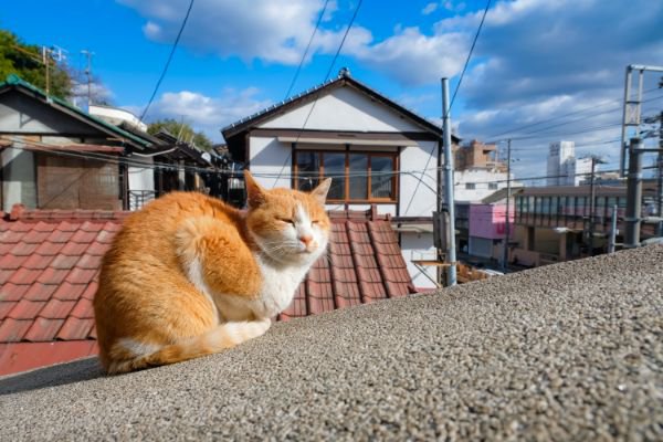 目をつぶって座る野良猫