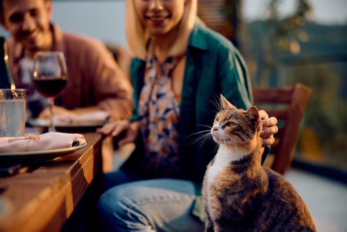 家族とディナーする猫