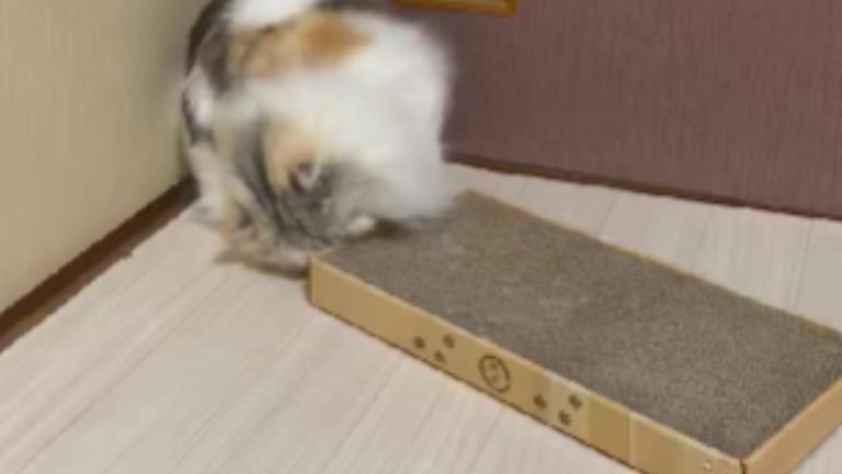 爪とぎと猫