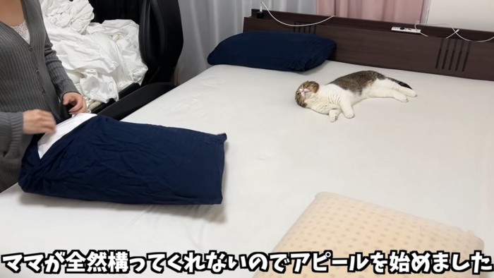 寝そべる猫