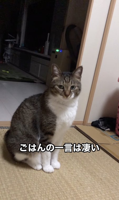 飼い主さんを見る猫