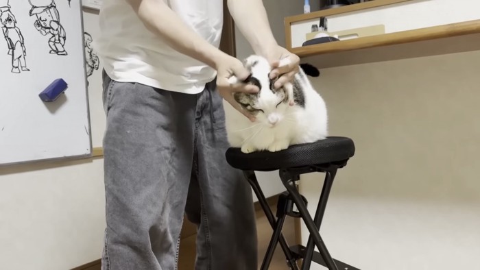 こねられる猫の写真4