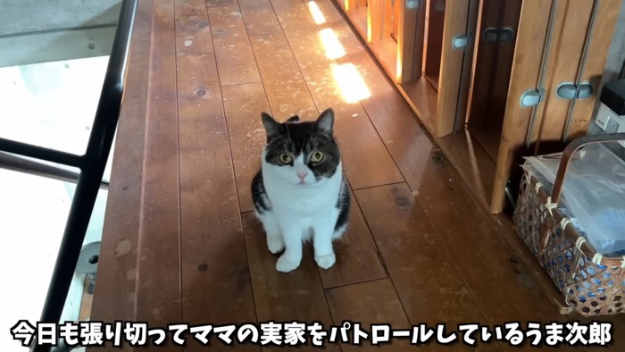 おすわりしてカメラを見る猫