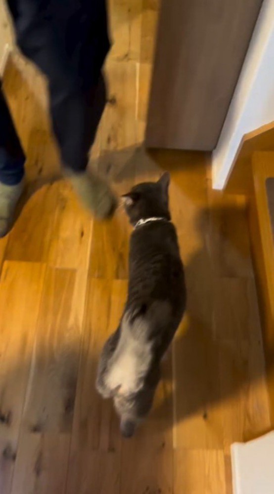 廊下を歩く猫