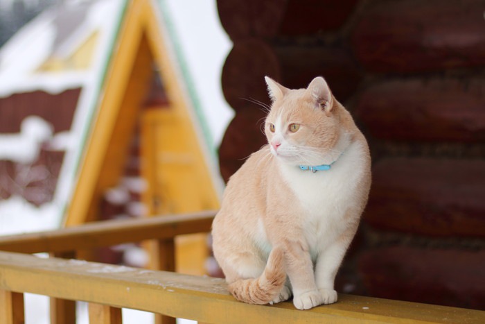 ベランダの柵の上に立つ猫