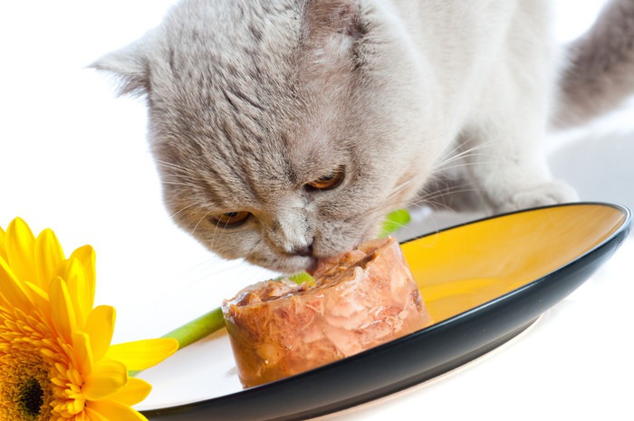 えさを食べる猫