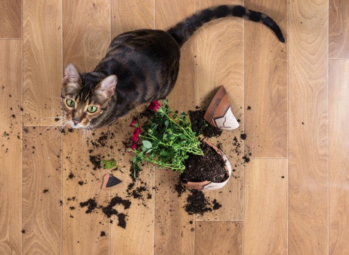 落ちた植木鉢の側にいる猫