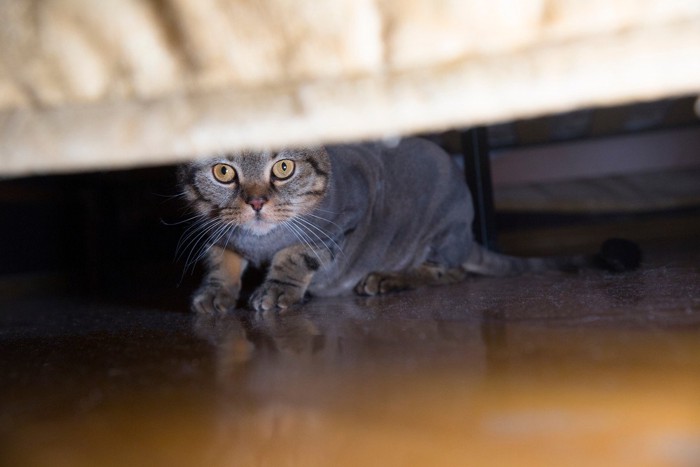 ベッドの下に隠れる猫