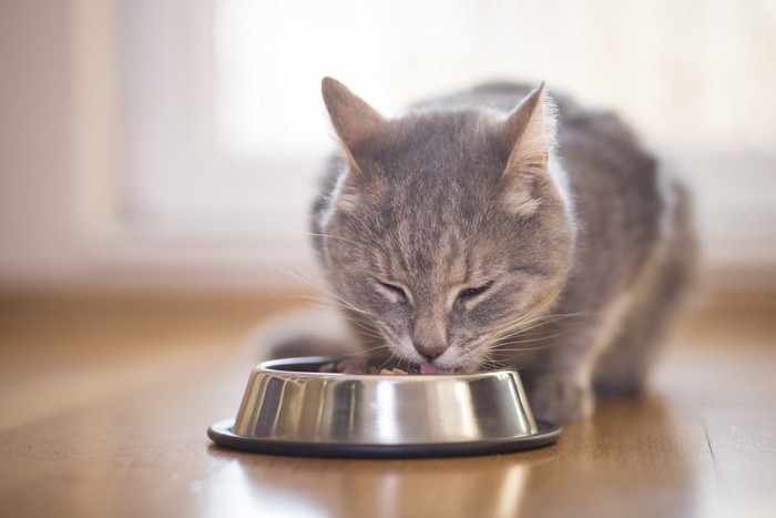 目を細めながら食べる猫