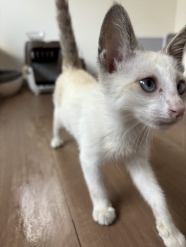 痩せている子猫