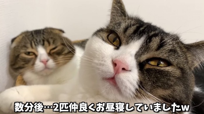 くっついて寝る2匹の猫