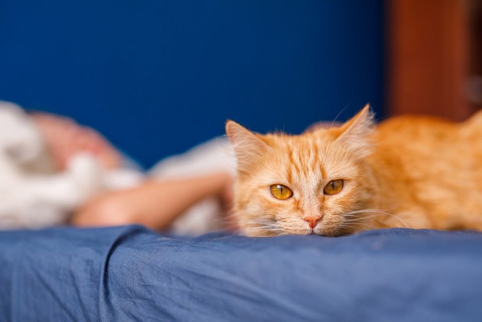 飼い主が寝ているベッドで邪魔をしない猫