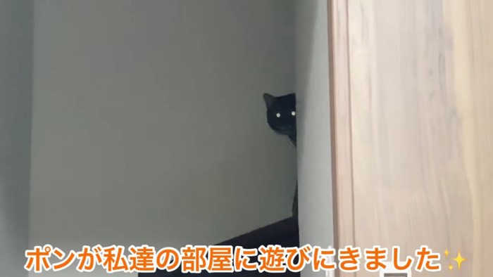 目が光っている猫