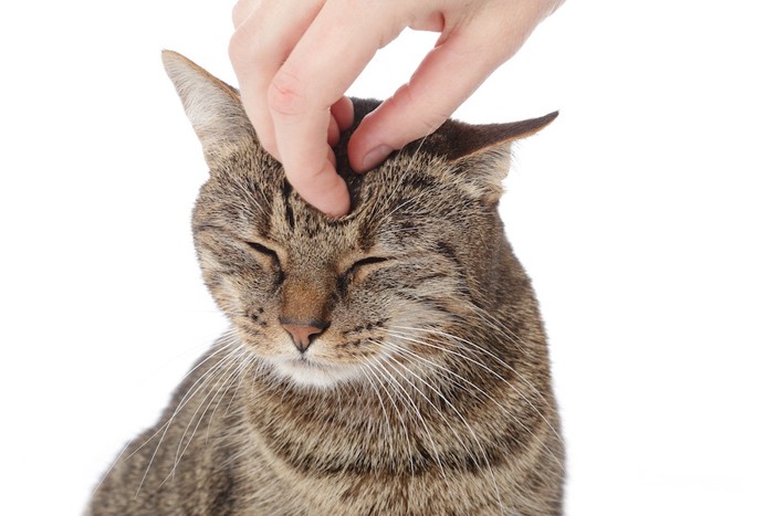 撫でられて気持ちよさそうな猫