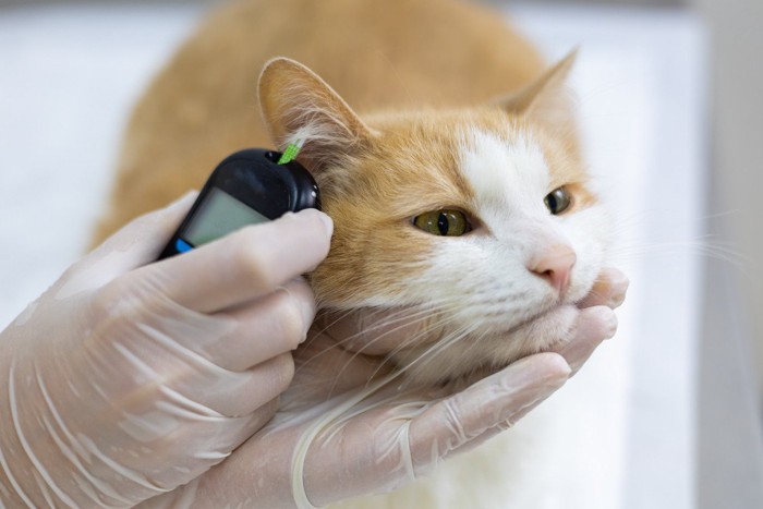 血糖値計測をする猫