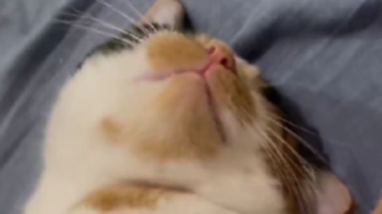 寝ている猫