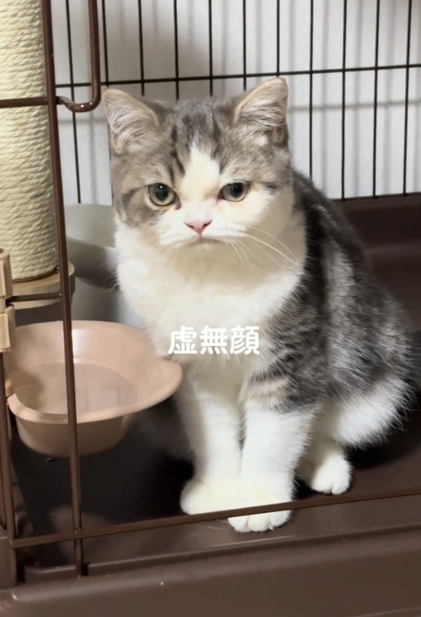 虚無顔のぐるくん