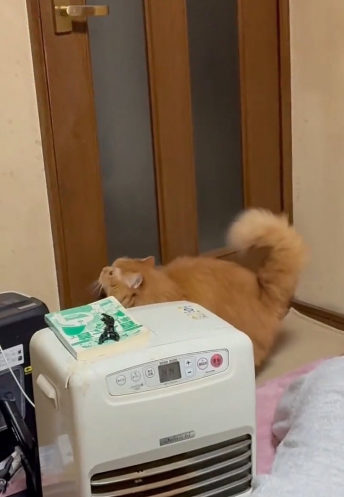 ドアノブを見る猫
