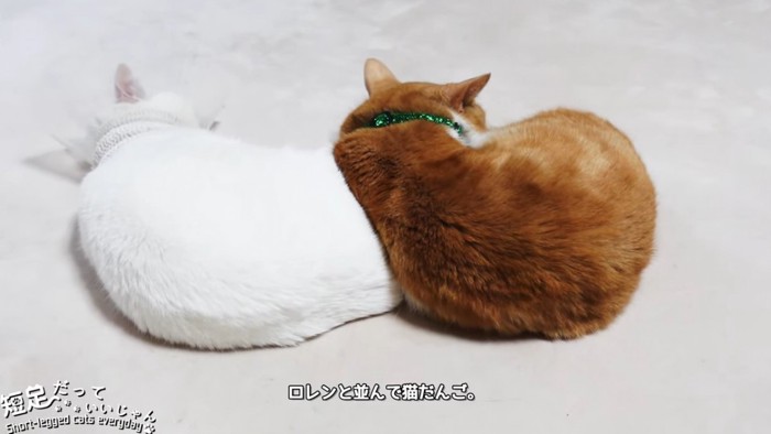 寝る猫の背中