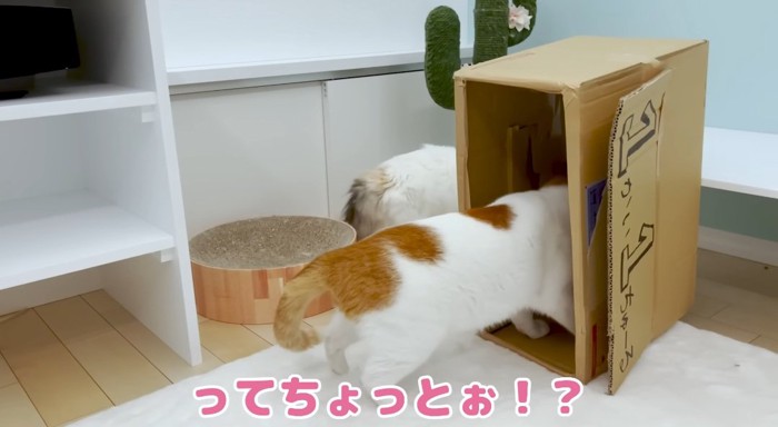 段ボールの中の猫