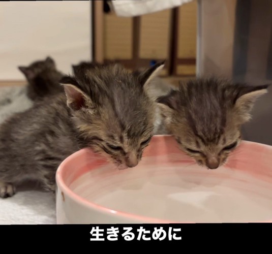 水を飲もうとする2匹の子猫