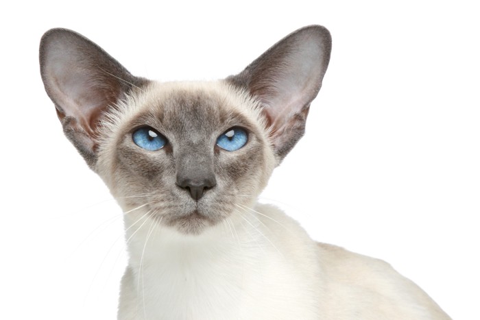 ブルーポイントのシャム猫の顔のアップ