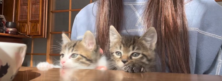 机の端から顔を出している2匹の子猫