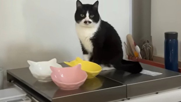 ごはん待ちをする猫