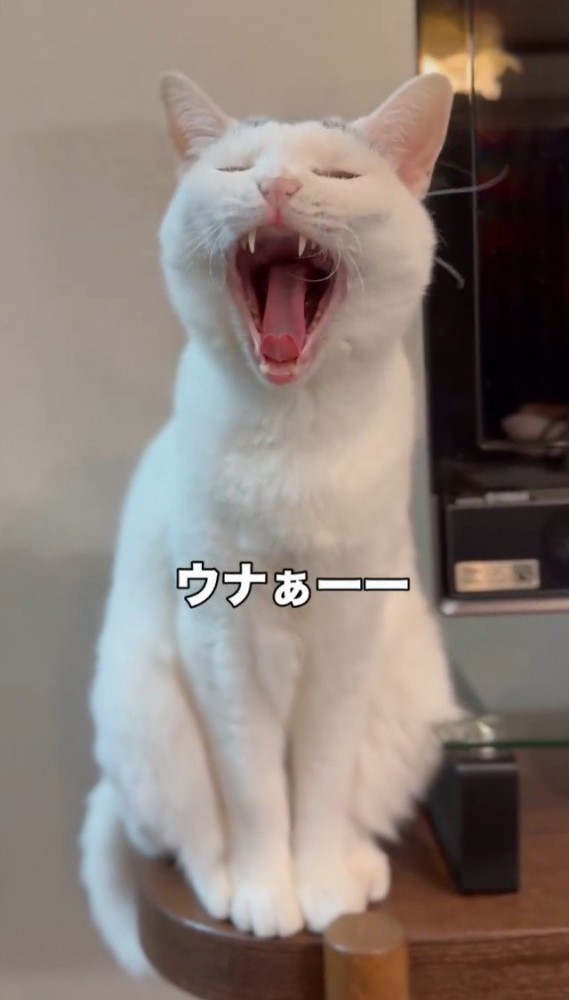 大あくびする猫