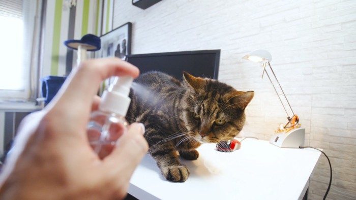 水をかけられて怪訝な顔をする猫
