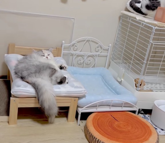 動じずに眠る猫