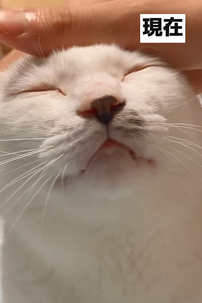 目を閉じる成猫