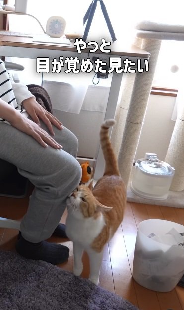 部屋で甘える猫