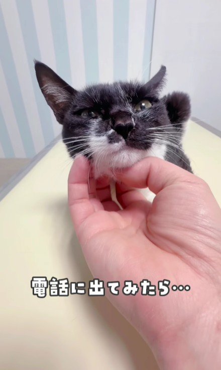 白黒猫