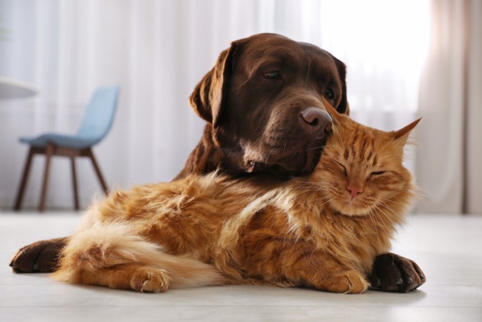 犬と猫