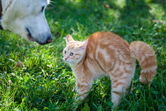 尻尾を膨らませて犬を警戒する猫