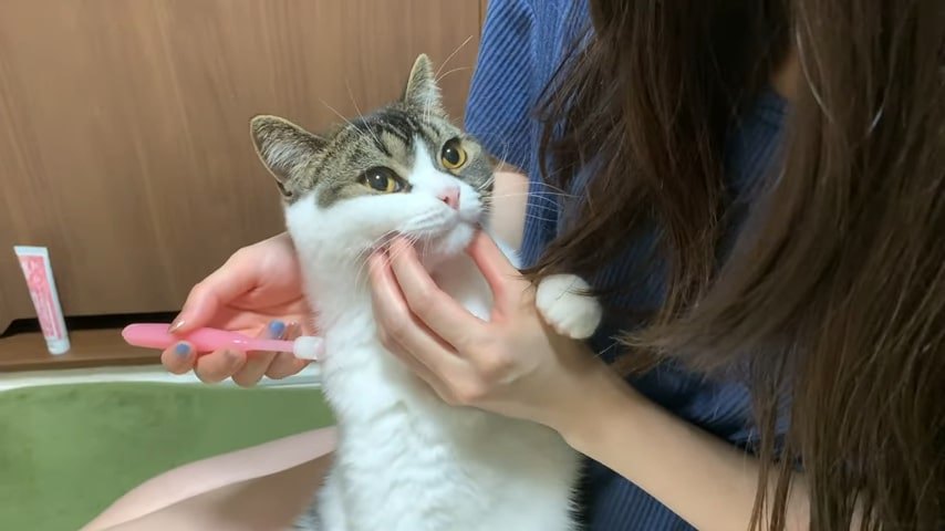 あごを持たれる猫