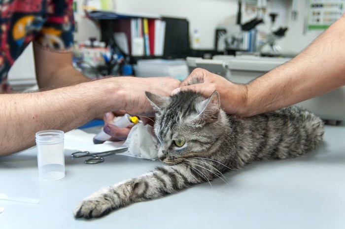 病院で採血されている猫