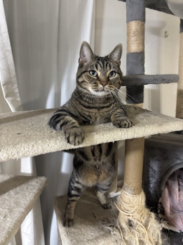立つ猫